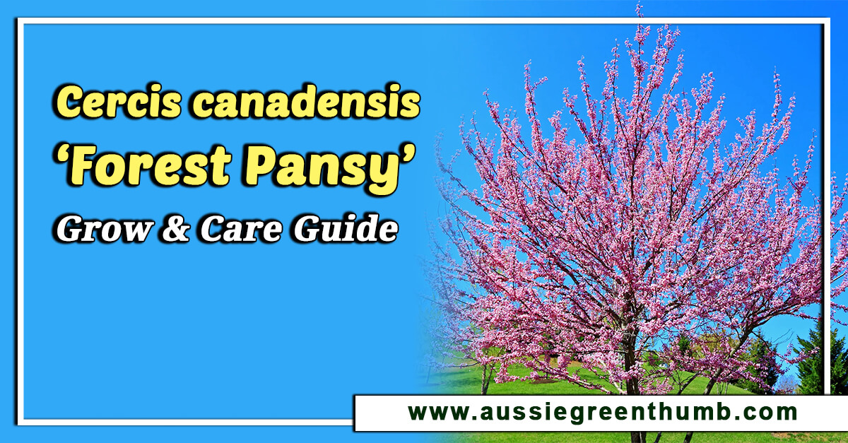 Cercis canadensis ‘Forest Pansy’: Grow and Care Guide