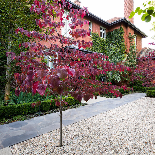 Cercis canadensis ‘forest Pansy’ in a garden