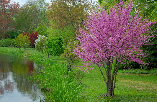 Cercis canadensis ‘forest Pansy’