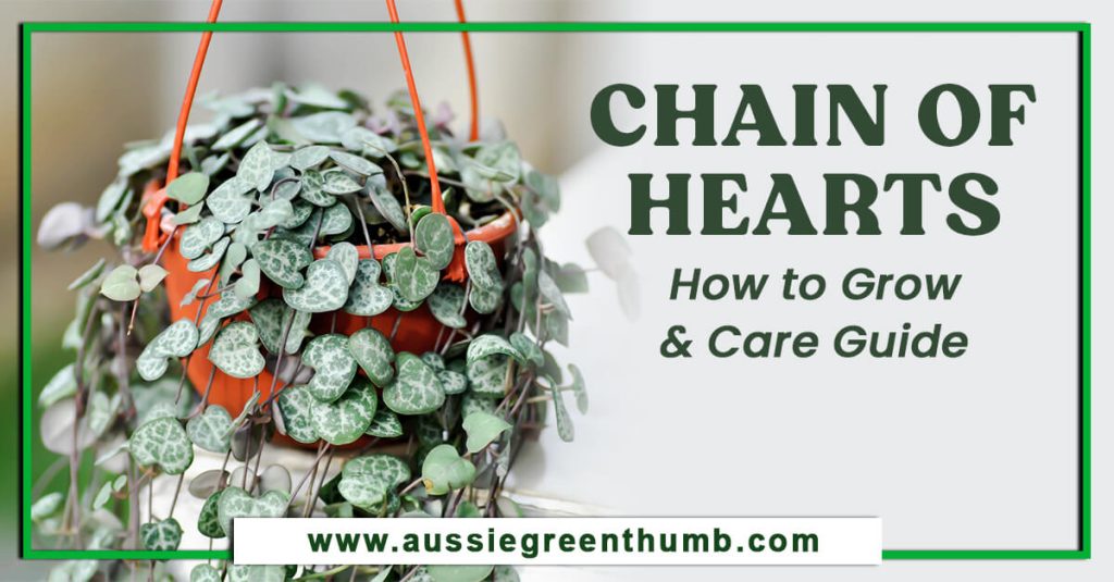 Chain of Hearts: How to Grow and Care Guide