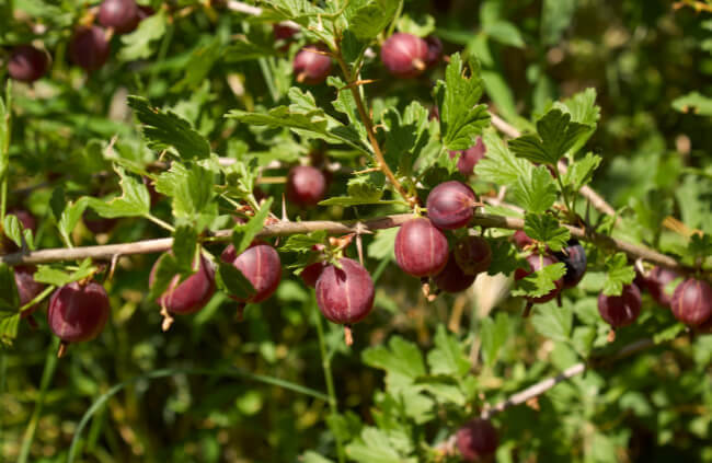 Closeup of Gooseberries
