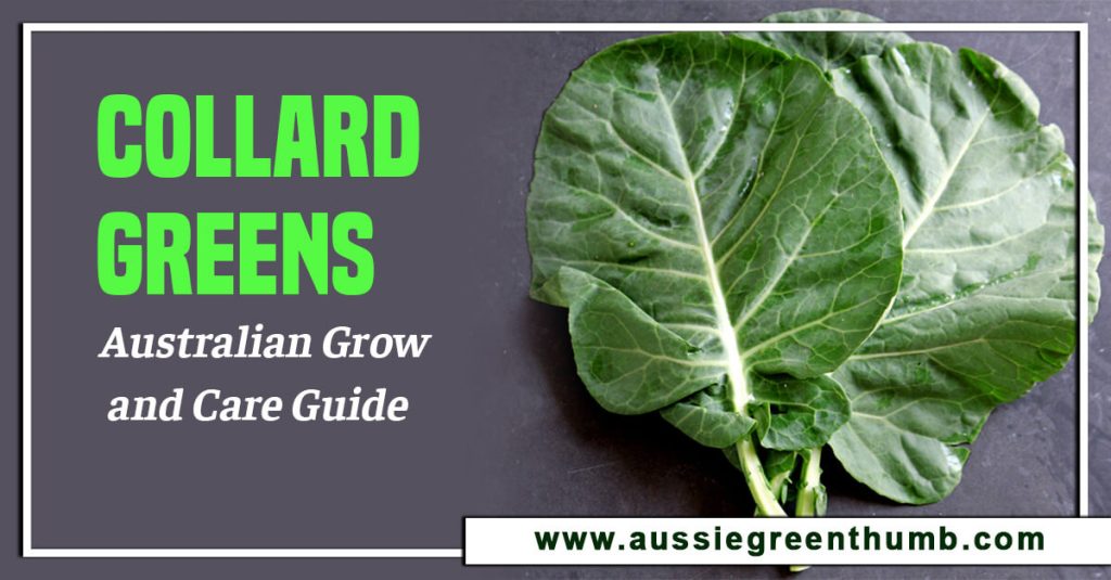 Collard Greens: Australian Grow and Care Guide