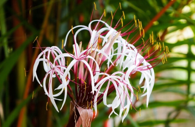 Crinum are commonly referred to as spider lilies