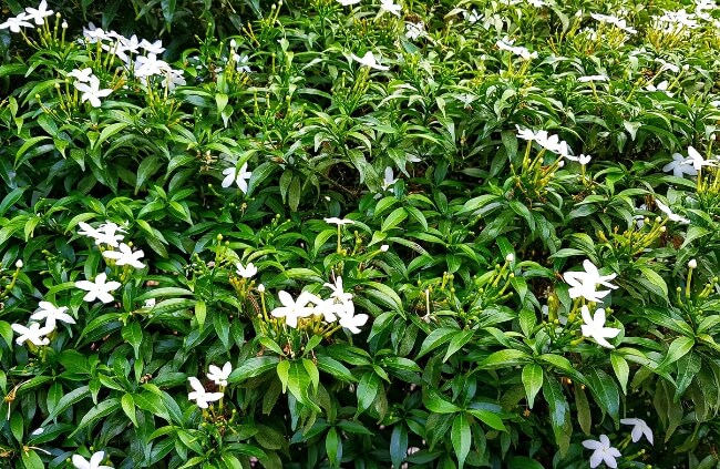 Gardenia Hedge Spacing