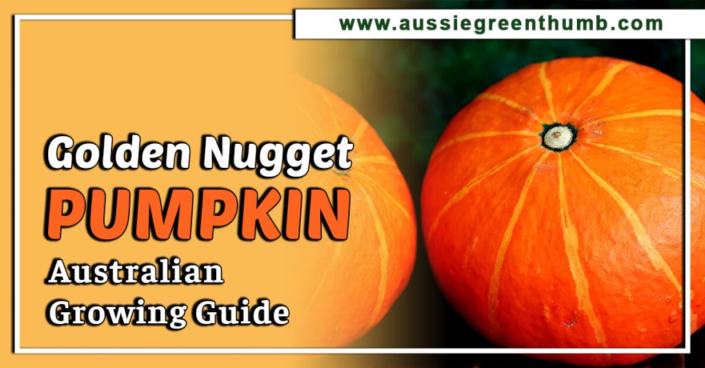 Golden Nugget Pumpkin: Australian Growing Guide