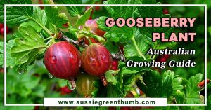 Gooseberry Plant: Australian Growing Guide