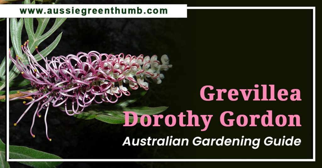 Grevillea Dorothy Gordon: Australian Gardening Guide