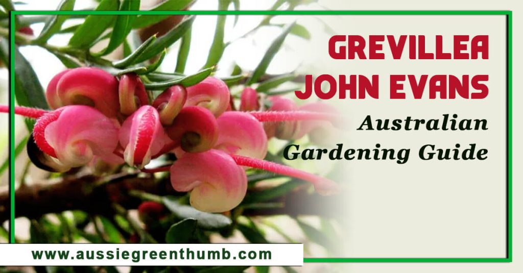 Grevillea John Evans: Australian Gardening Guide