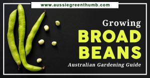 Growing Broad Beans | Australian Gardening Guide
