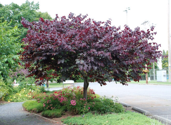 Growing Cercis ‘Forest Pansy’ in Australia