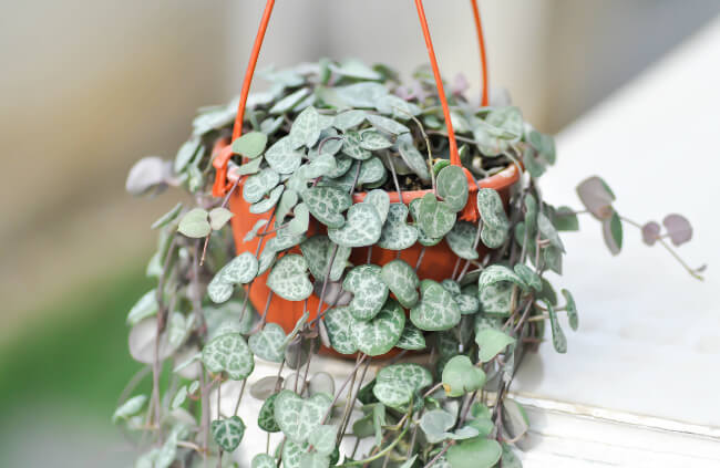 Growing Chain of Hearts in a Hanging Basket