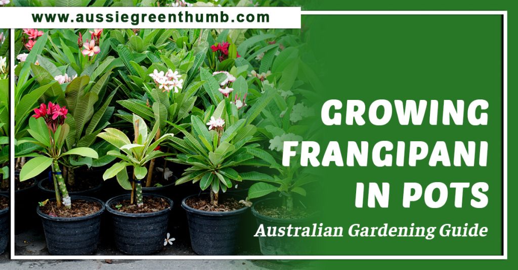 Growing Frangipani in pots: Australian Gardening Guide