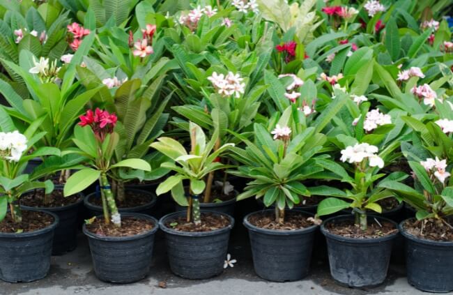 Growing Frangipani in pots