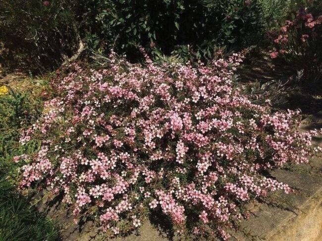 Growing Leptospermum Pink Cascade in Australia