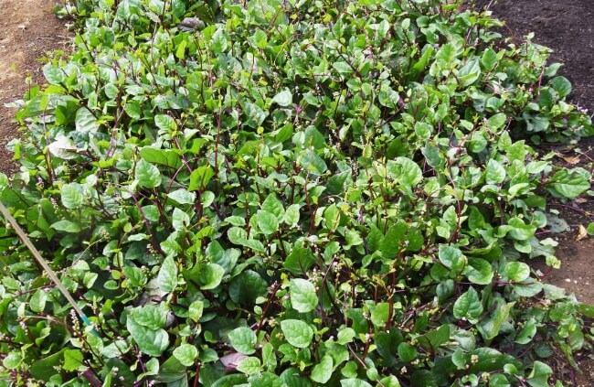Growing Malabar Spinach in Australia
