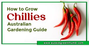 How to Grow Chillies | Australian Gardening Guide