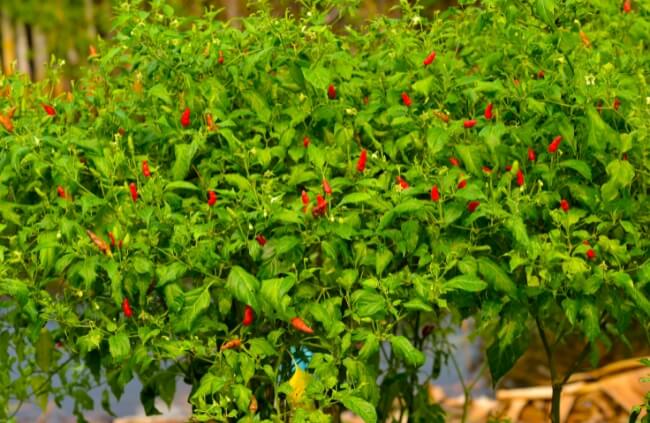 How to Grow Chillies in Australia