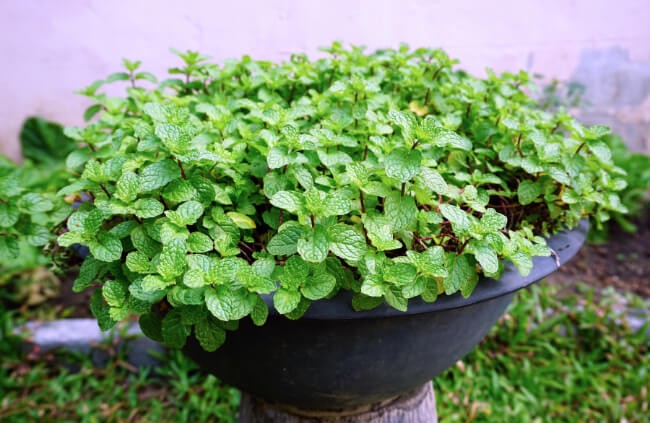 How to Grow Mint in Australia