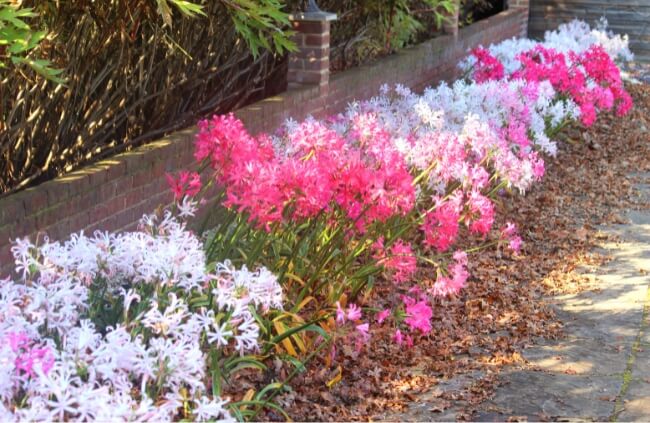 How to Grow Nerines