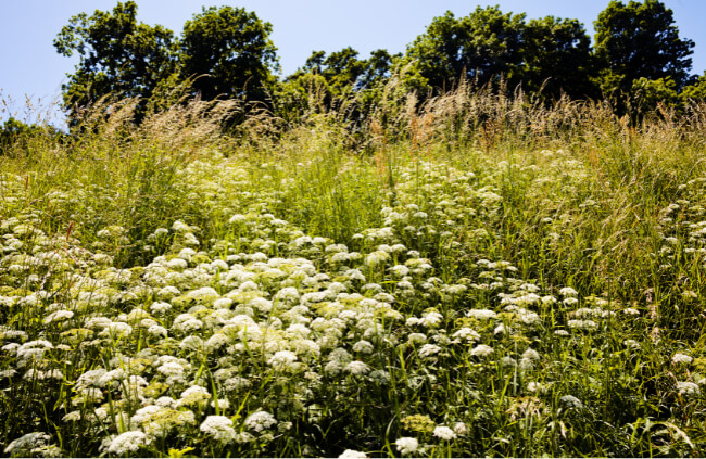 How to Grow Queen Anne’s Lace in Australia