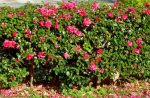 How to Grow a Camellia Hedge in Australia