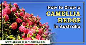 How to Grow a Camellia Hedge in Australia