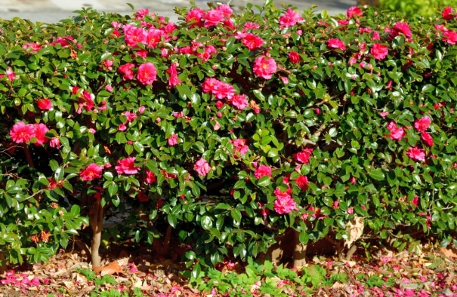 How to Grow a Camellia Hedge
