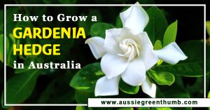 How to Grow a Gardenia Hedge in Australia