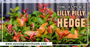 How to Grow a Lilly Pilly Hedge
