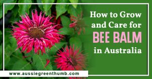 How to Grow and Care for Bee Balm in Australia