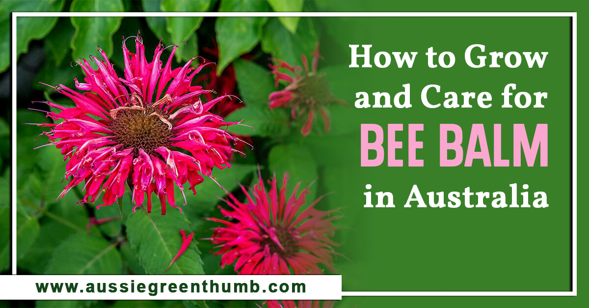 How to Grow and Care for Bee Balm in Australia : AGT