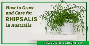 How to Grow and Care for Rhipsalis in Australia