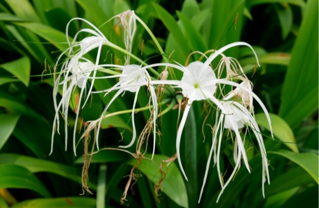 Hymenocallis are commonly known as spider lilies
