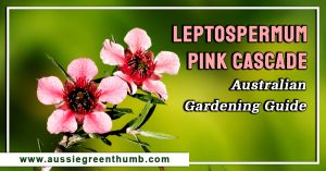 Leptospermum Pink Cascade: Australian Gardening Guide