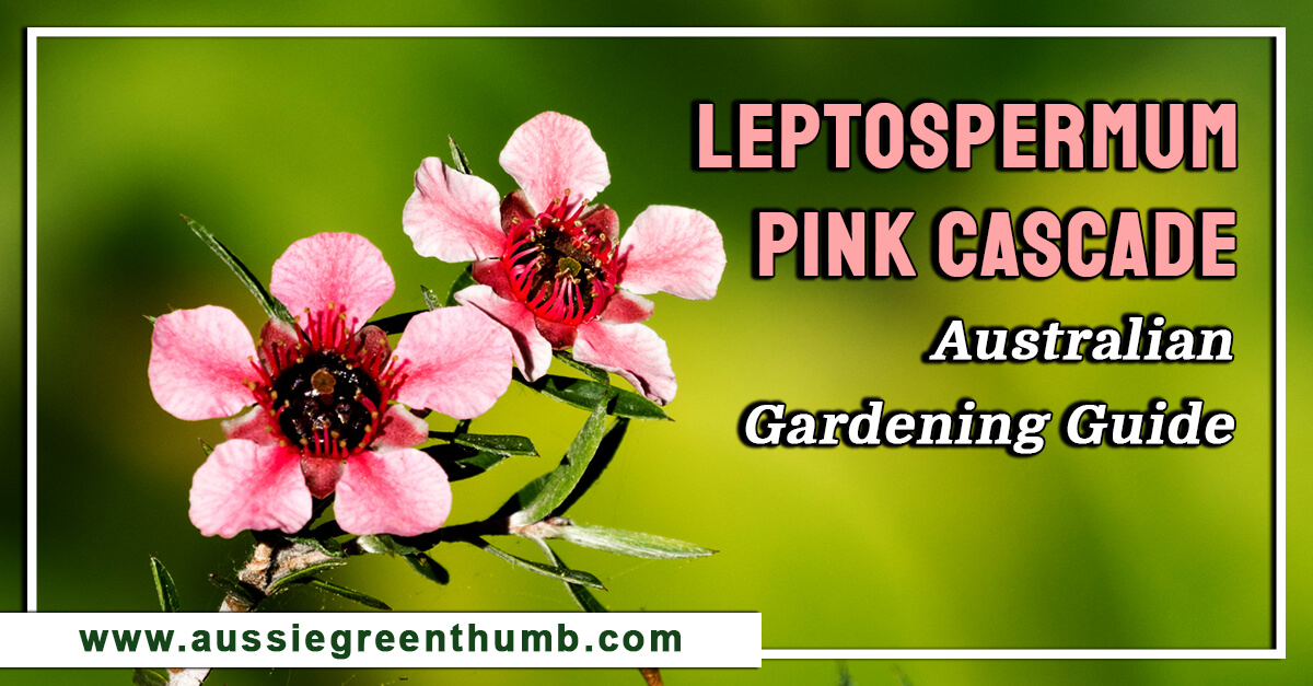 Leptospermum 'Pink Cascade' Australian Gardening Guide