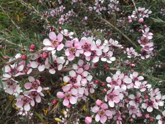 Leptospermum Pink Cascade Flowers