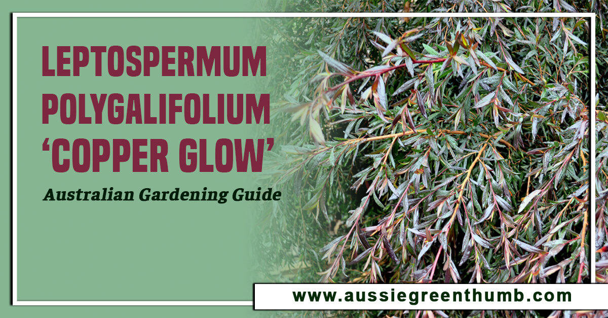 Leptospermum polygalifolium ‘Copper Glow’ – Australian Gardening Guide