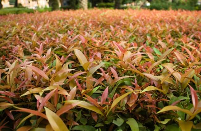 Lilly Pilly Varieties for Hedging