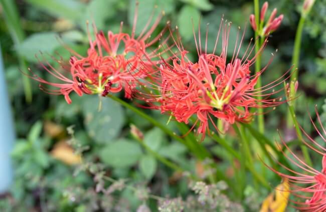 Lycoris are one of the most popular spider lily choice for gardens across the globe