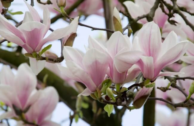Magnolia x soulangeana flowers