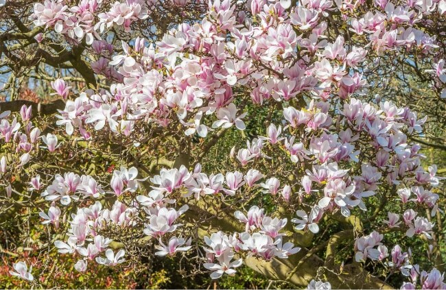 Magnolia soulangeana in full bloom