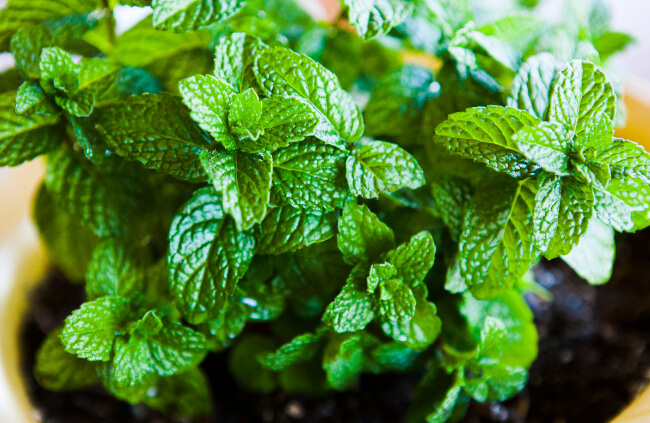 Mentha, commonly known as Mint