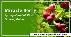Miracle Berry: Synsepalum Dulcificum Growing Guide