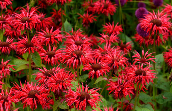 Monarda ‘Gardenview Scarlet’