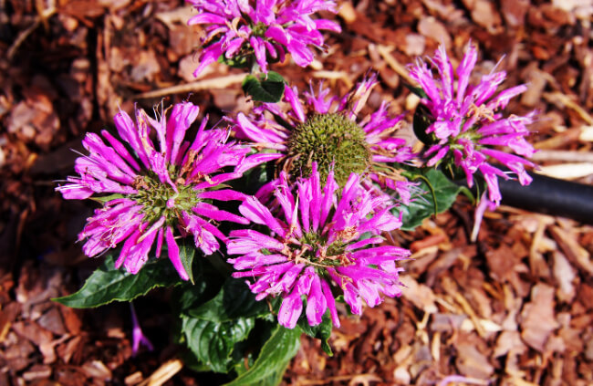 Monarda ‘Petite Delight’