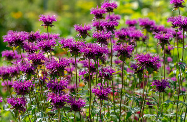 Monarda ‘Purple Rooster’