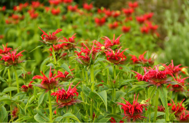 Monarda ‘Squaw’