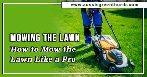 Mowing the Lawn: How to Mow the Lawn Like a Pro