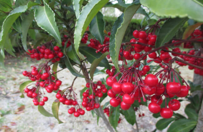 Nandina Domestica Berries