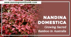 Nandina Domestica Growing Sacred Bamboo in Australia
